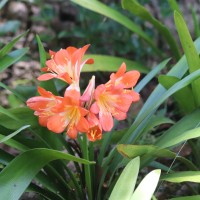 Clivia miniata (Lindl.) Verschaff.